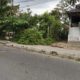 Pohon Tumbang Timpa Kabel PLN, Aliran Listrik di Kelurahan Blambangan Umpu Padam