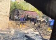Dengar Suara Benda Jatuh, Warga Blambangan Umpu Kaget Lihat Rumah Tetangga Sudah Dilalap Api